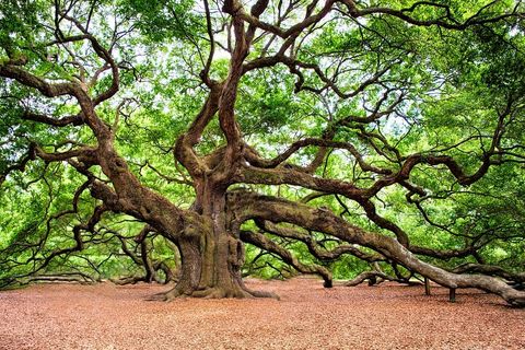 The Mighty Oak Tree 🌳