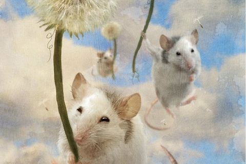 Mice’s March towards death 