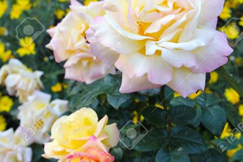 THE ROSE OF MY HEART 