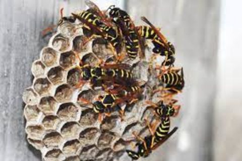 Wasp nest under construction...