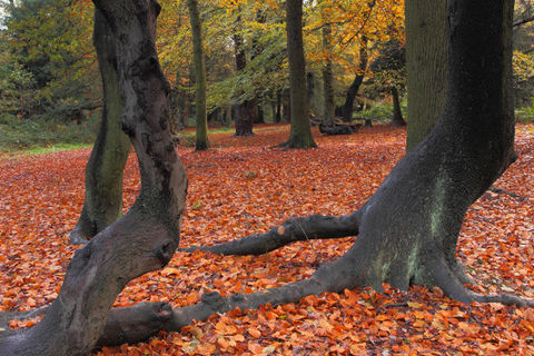 Autumnal changes..🍁