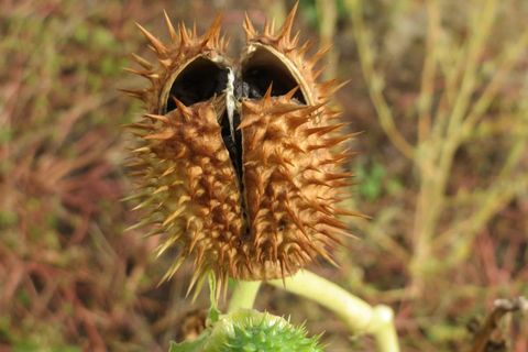 The Jimsonweed 😱