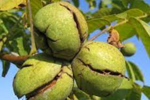 Nuts and notes