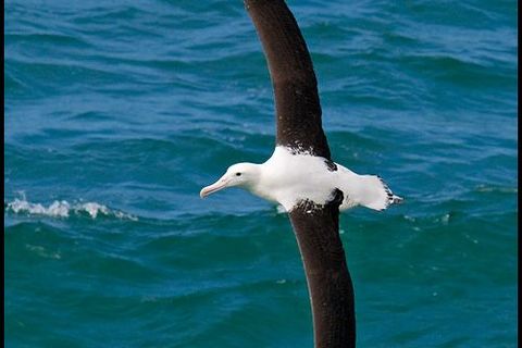 An awesome Albatross 💙