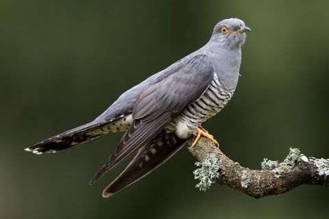 The Curious Cuckoo ❤️