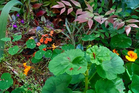 My Spring Garden
