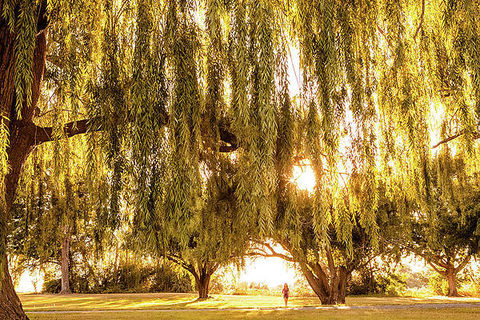 The old weeping willow tree 💕