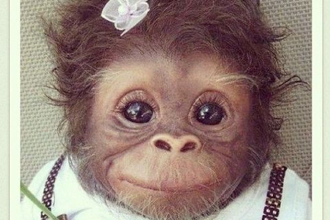 Monkeys 