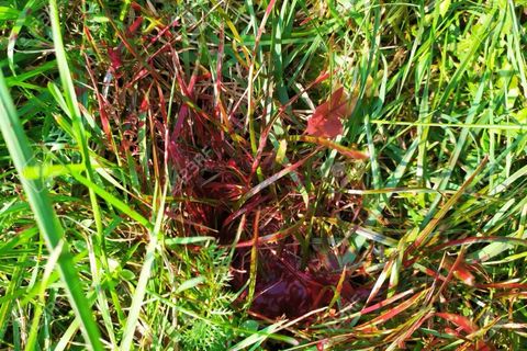 The Red suburban grass