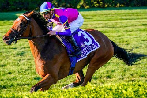 What a fine filly 🐴