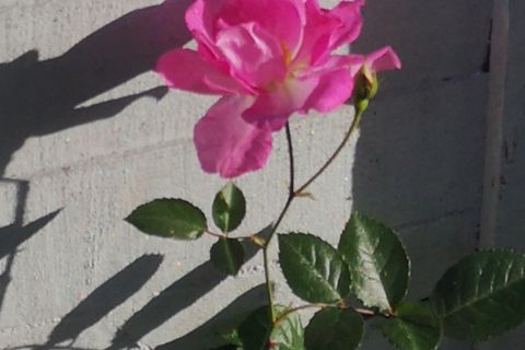 November Rose 