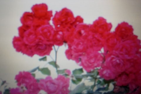 Flowers Are More Beautiful 