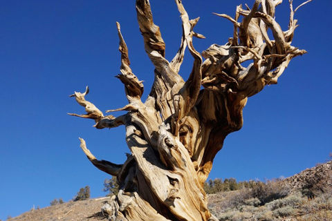 The oldest tree in the world 🌳