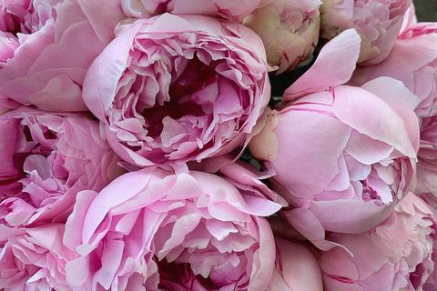 Favourite flower