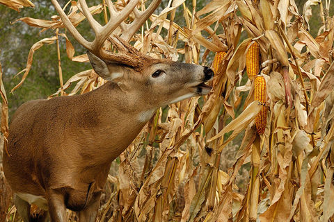 Oh Deer