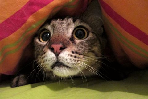 A scaredy cat 😨