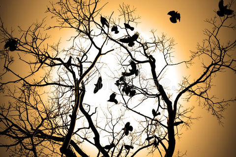 On Yonder High Branch