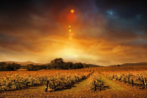 THE WINERY