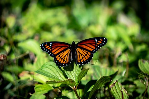 The Butterfly Catchers