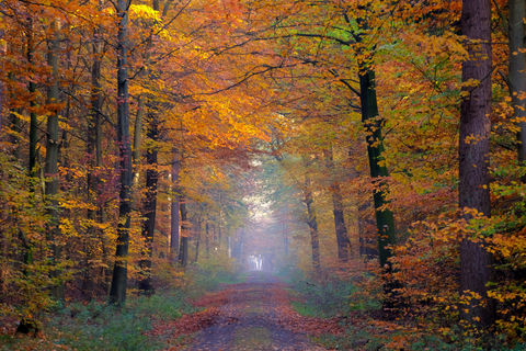 the last boulevard will be a forest, like the first