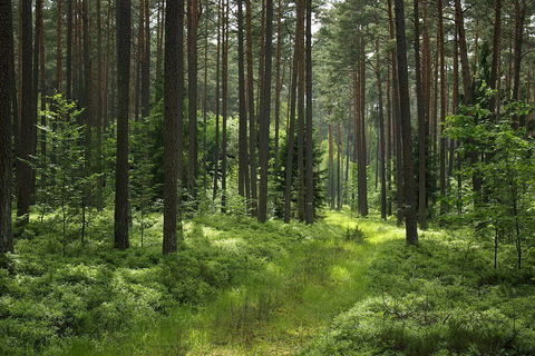 ALONE IN THE FOREST
