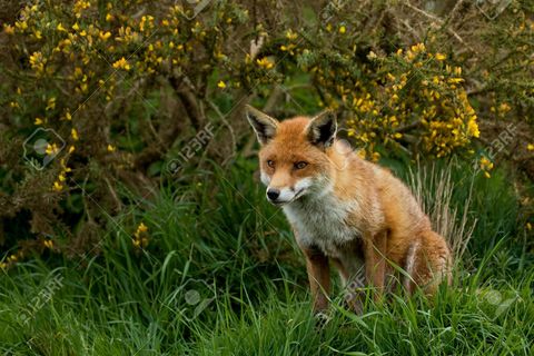 The beautiful countryside 🦊