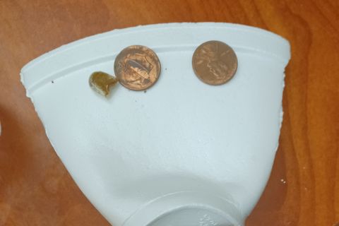 Penny Tup