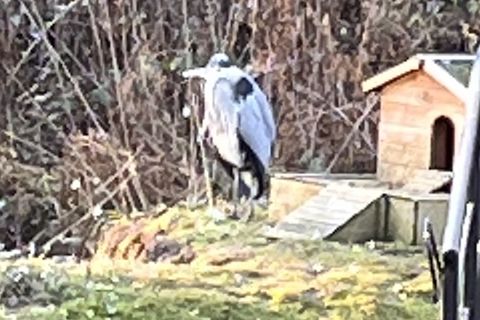 My Humungous Heron 🤣