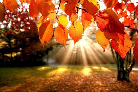 Surrender of a season 🍁