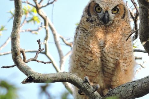 Little brown Owl 🦉