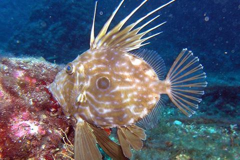 John Dory 🐠