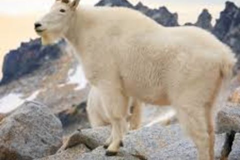 The Mountain Goat💚