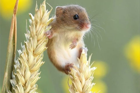 Little harvest mouse 🐭