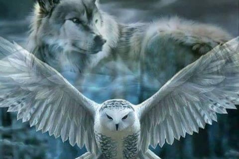 THE OWL AND THE WOLF