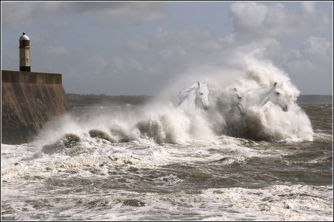 Equine Swell