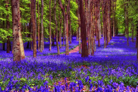 Bluebell Wood By Jayne Davies