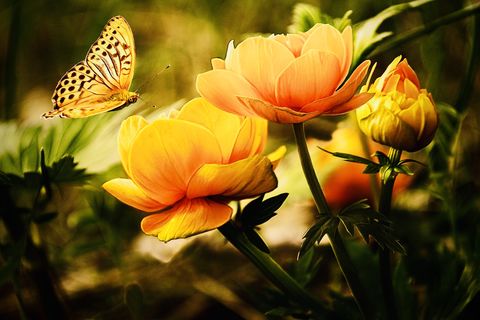 The Flower That Said “Hello” to The Butterfly