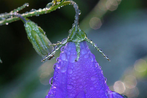 Bluebells