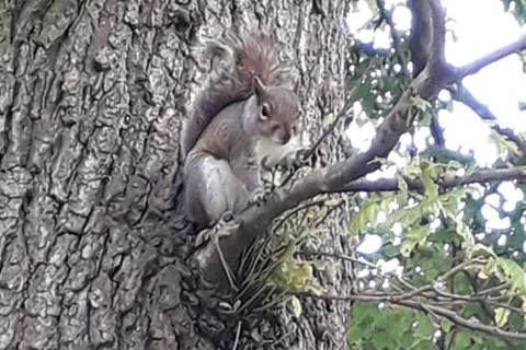 Bold Squirrel