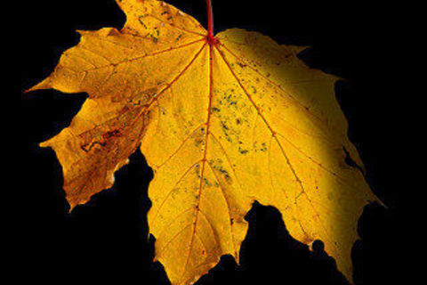 I was a leaf on a tree