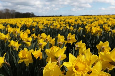 Where Daffodils Rise By Jayne Davies