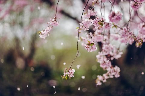 Floral rain