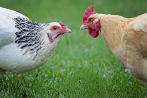 The Lunatic Inside Me iz a hen pecking noose hens.