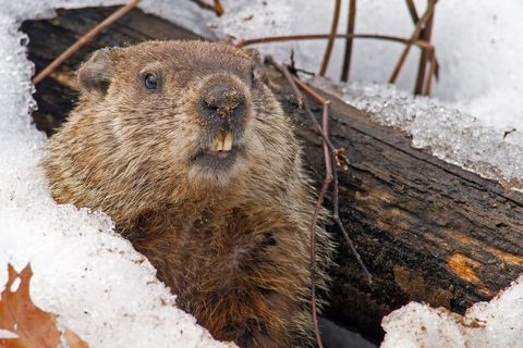 Punxsutawney