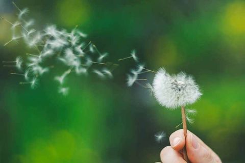 THE WIND