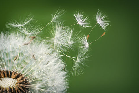 Dandelion