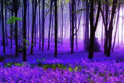 Bluebells