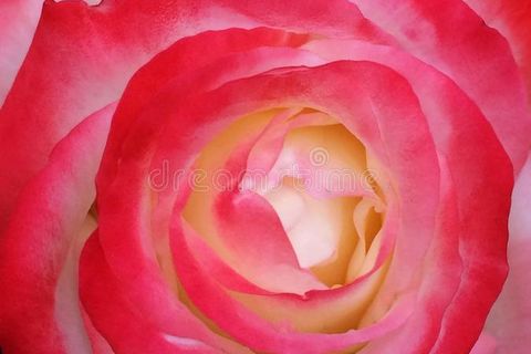 Pretty painted pastels of portray 🌹
