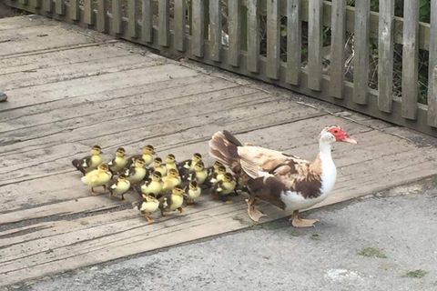 Feathers & Faeces 🦆