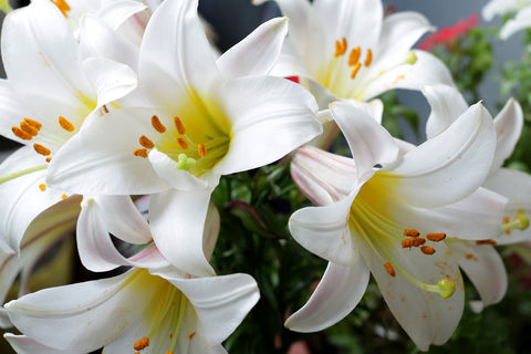 Easter Lily